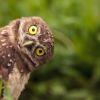 9062a8 owl