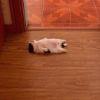 3479fb pup 20210321 182834 0