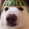 Db6863 melondog