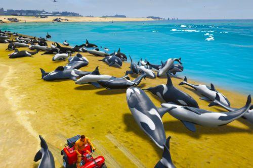 Stranded Whales